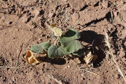 Image of Radyera urens (L. fil.) Bullock