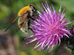 Sericomyia superbiens (Muller 1776) resmi