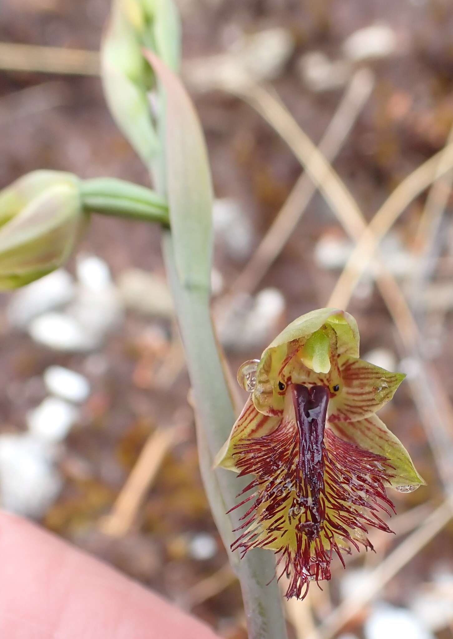 Calochilus herbaceus Lindl.的圖片