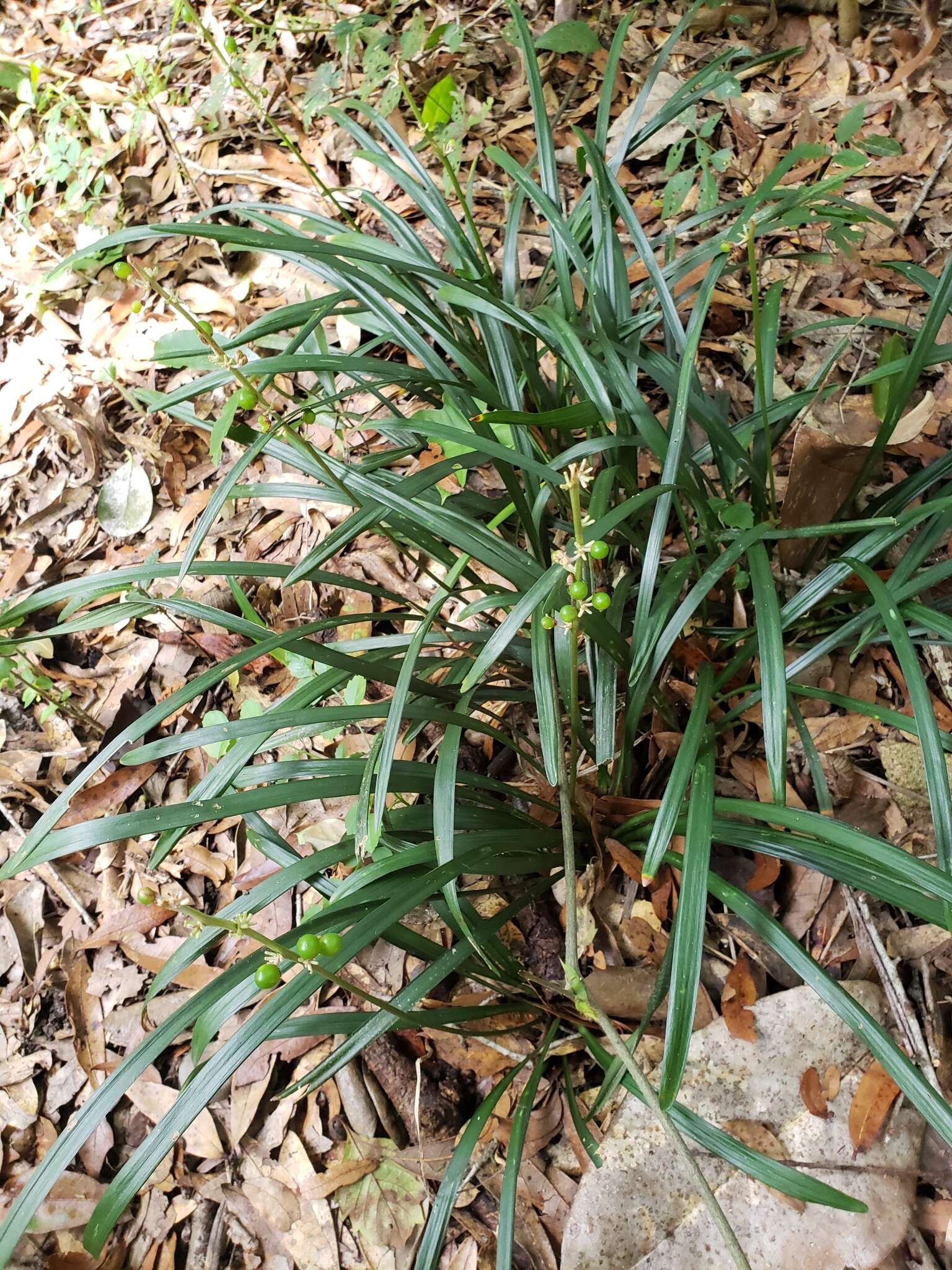 Image of Big blue lilyturf'