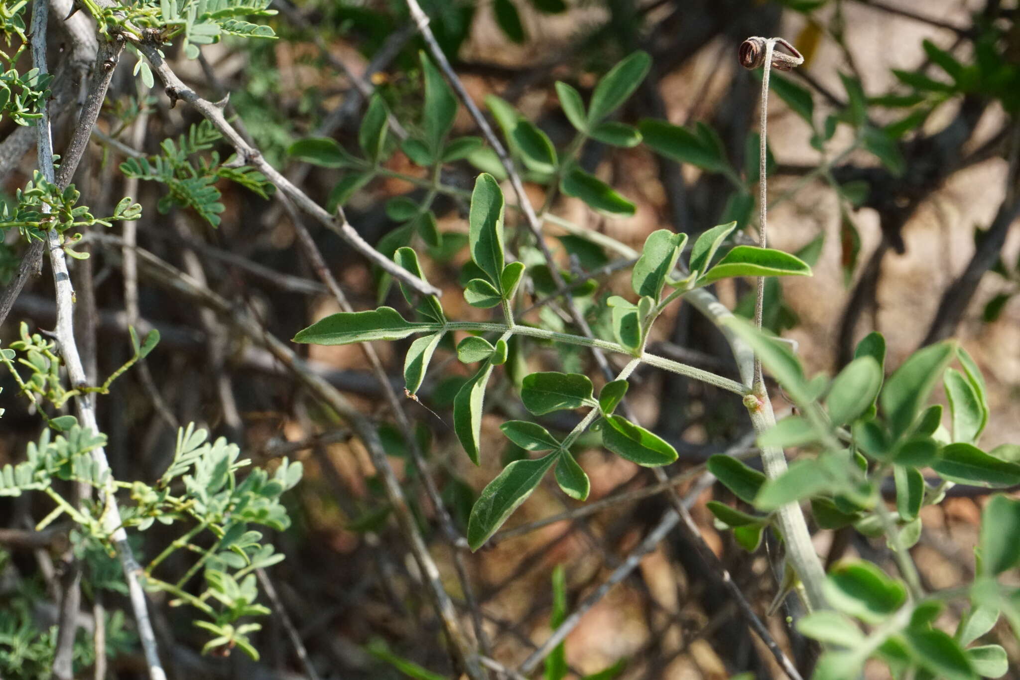 Image of Serjania palmeri S. Wats.