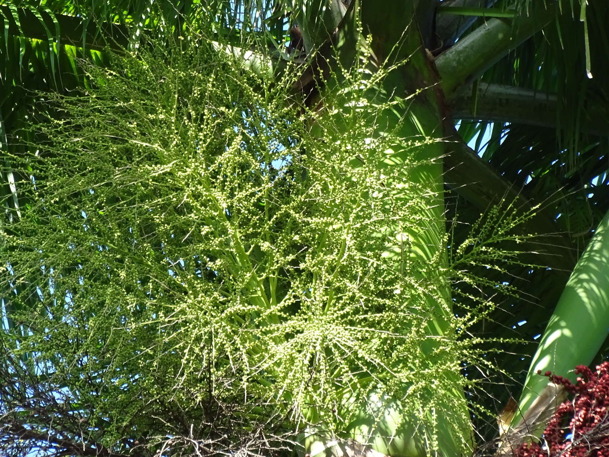 Image of Cuban Royal Palm