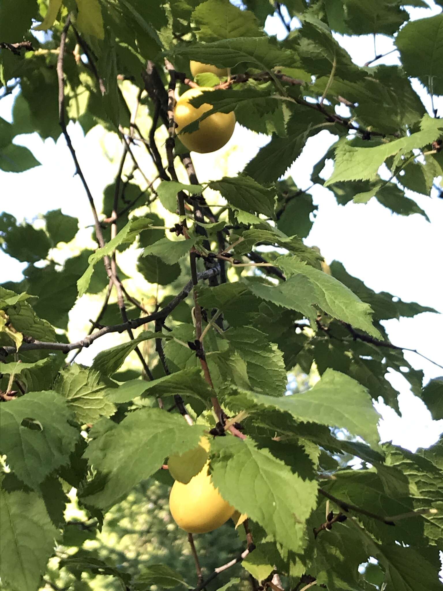 Imagem de Prunus brigantina Vill.