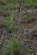 Image of matojillo bluestem