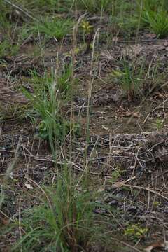 Plancia ëd Andropogon leucostachyus Kunth