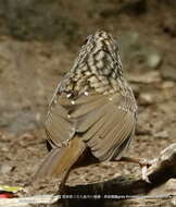 Image of Streaked Wren-Babbler