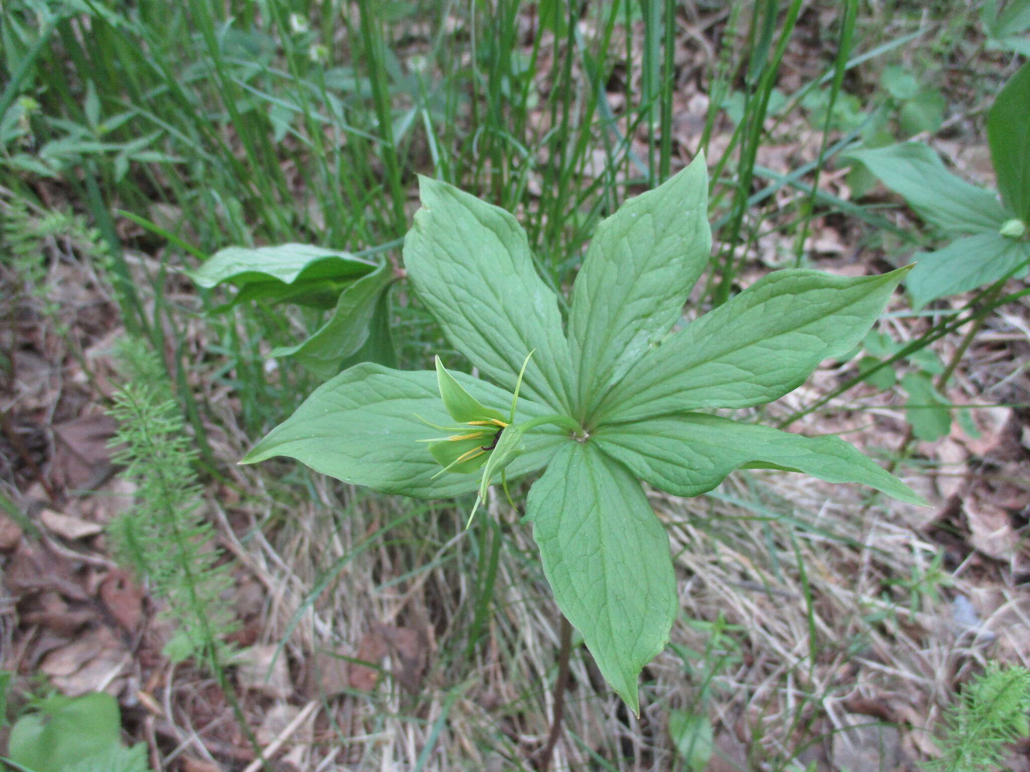 Image of Paris verticillata M. Bieb.