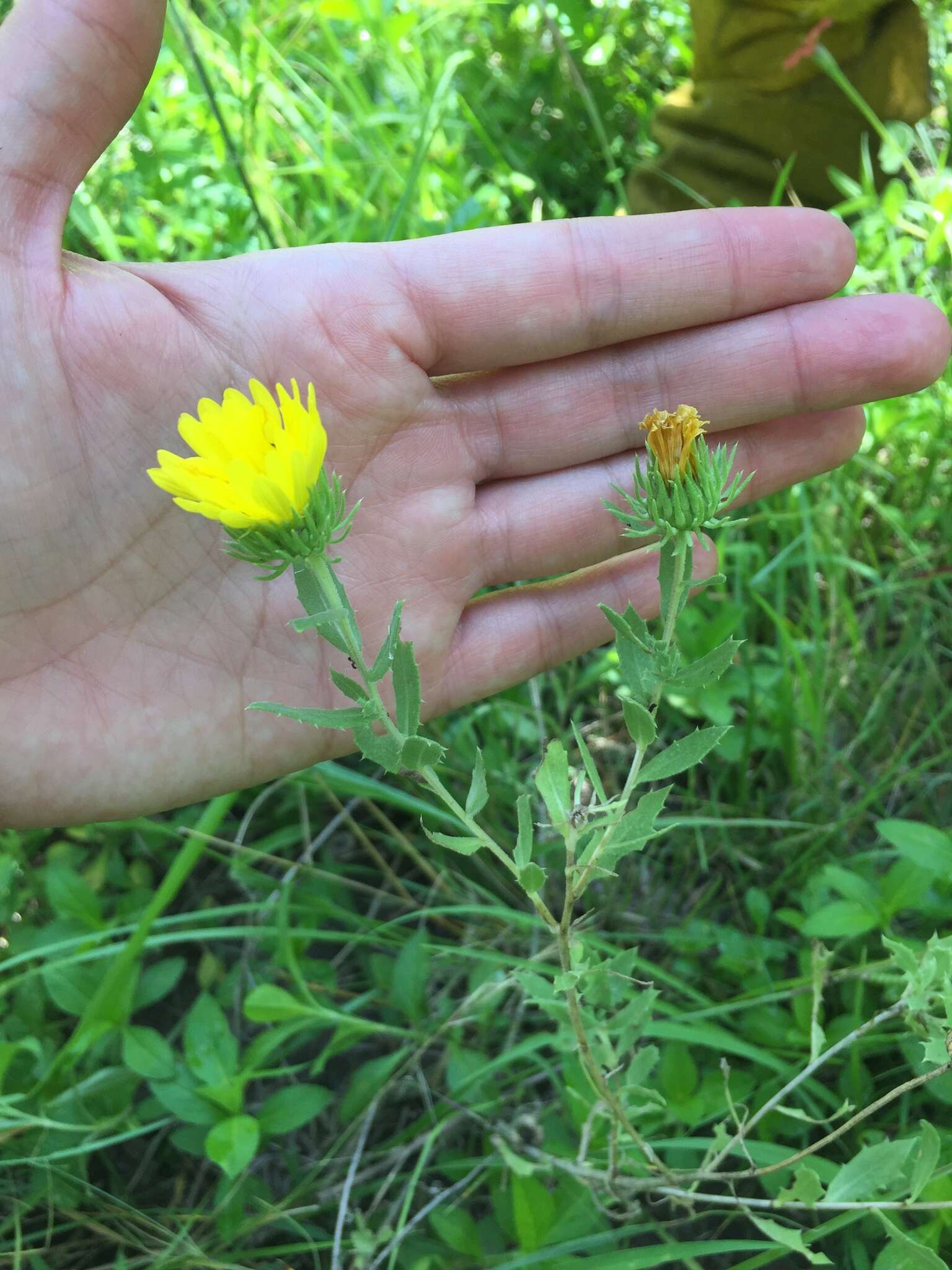 Grindelia cabrerae L. A. Espinar resmi