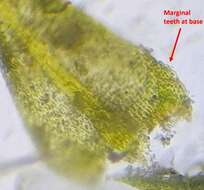 Image of Fern-leaved Hook Moss