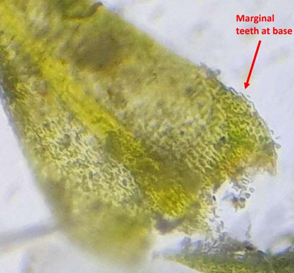 Image of Fern-leaved Hook Moss