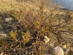 Image of Salvia scabiosifolia Lam.