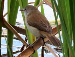 Image of Acrocephalus gracilirostris gracilirostris (Hartlaub 1864)