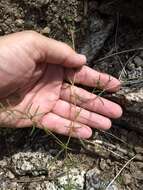 Image of Gayophytum diffusum subsp. parviflorum Lewis & Szweyk.