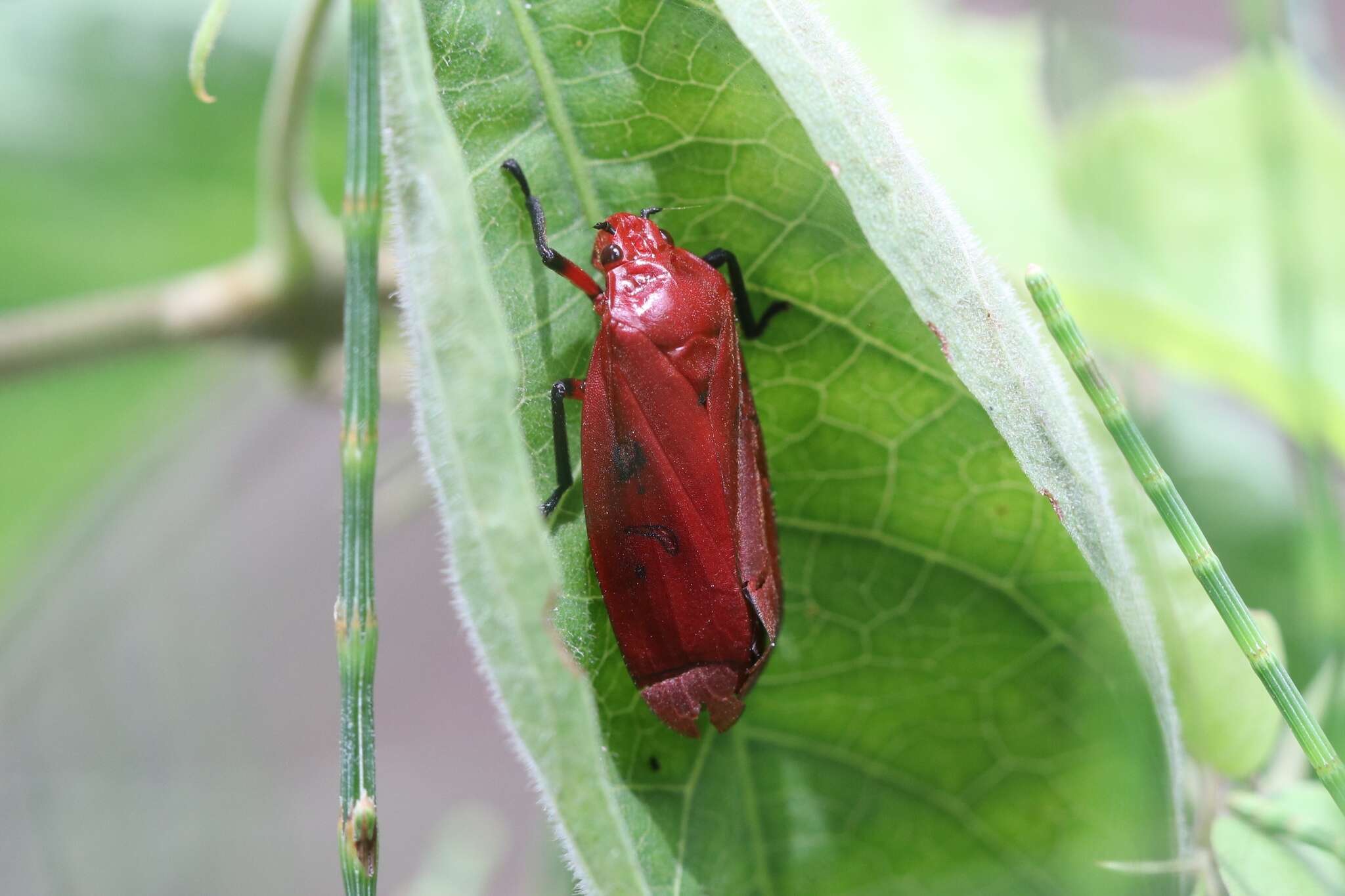 Image of Homalogrypota coccinea (Fabricius 1794)