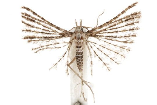 Image of Pterotopteryx