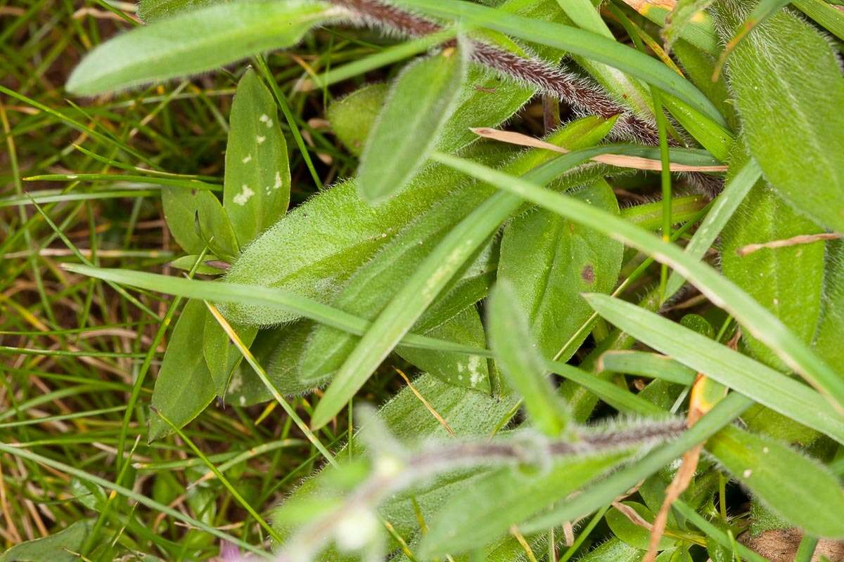 Image of alpine fleabane