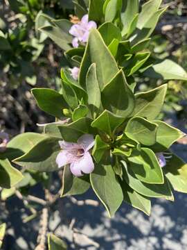 Imagem de Bontia bontioides (A. Gray) L. V. Aver'yanov