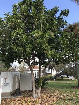 صورة Viburnum odoratissimum var. awabuki (K. Koch) Zabel