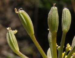 Слика од Lomatium tamanitchii Darrach & Thie