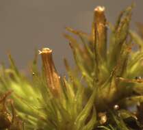 Image of Orthotrichum tasmanicum J. D. Hooker & Wilson 1848