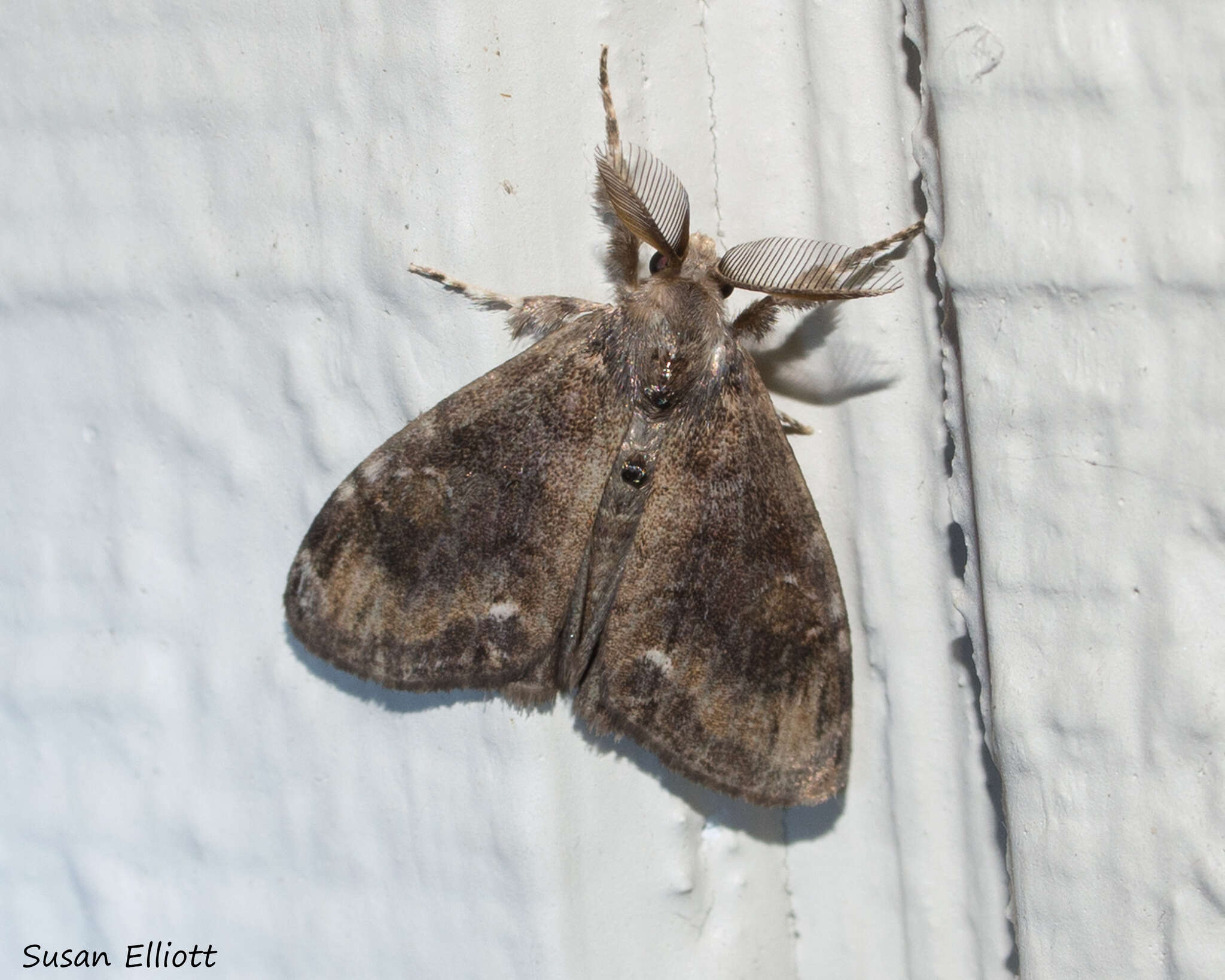 Image of Definite Tussock Moth