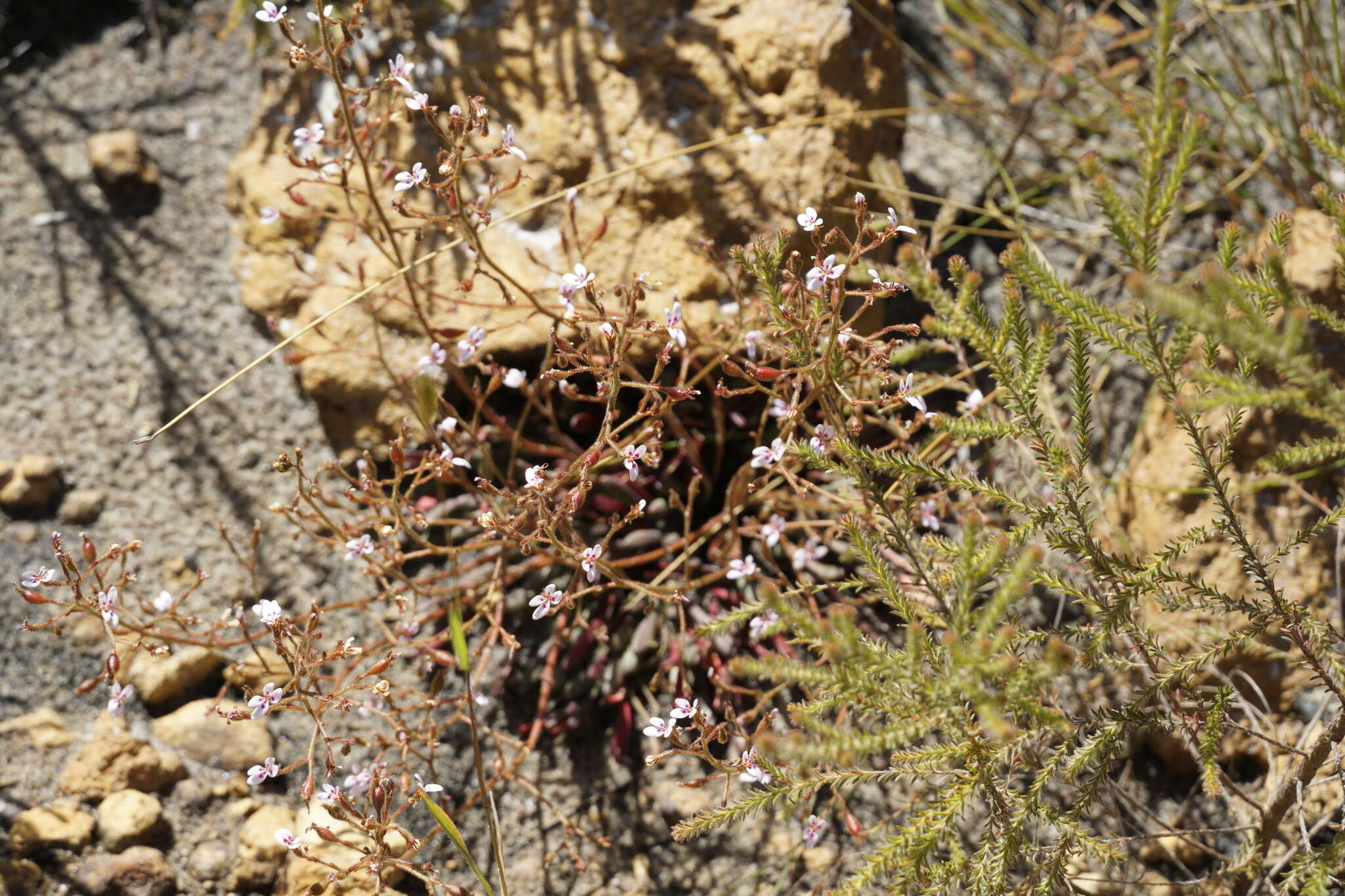 Image of Stylidium assimile R. Br.