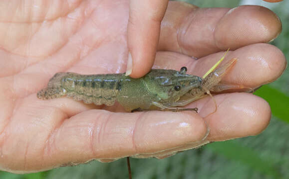 Image of White River Crayfish