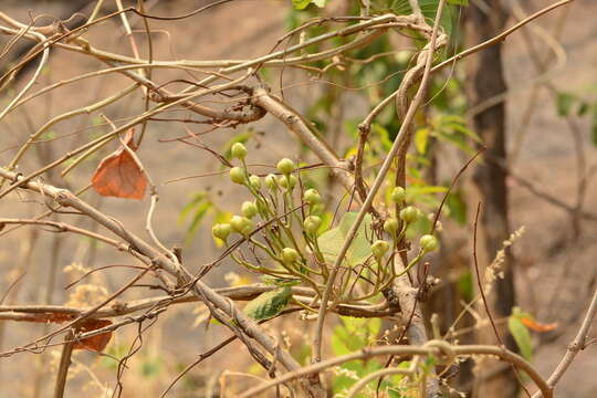 Слика од Ipomoea campanulata L.