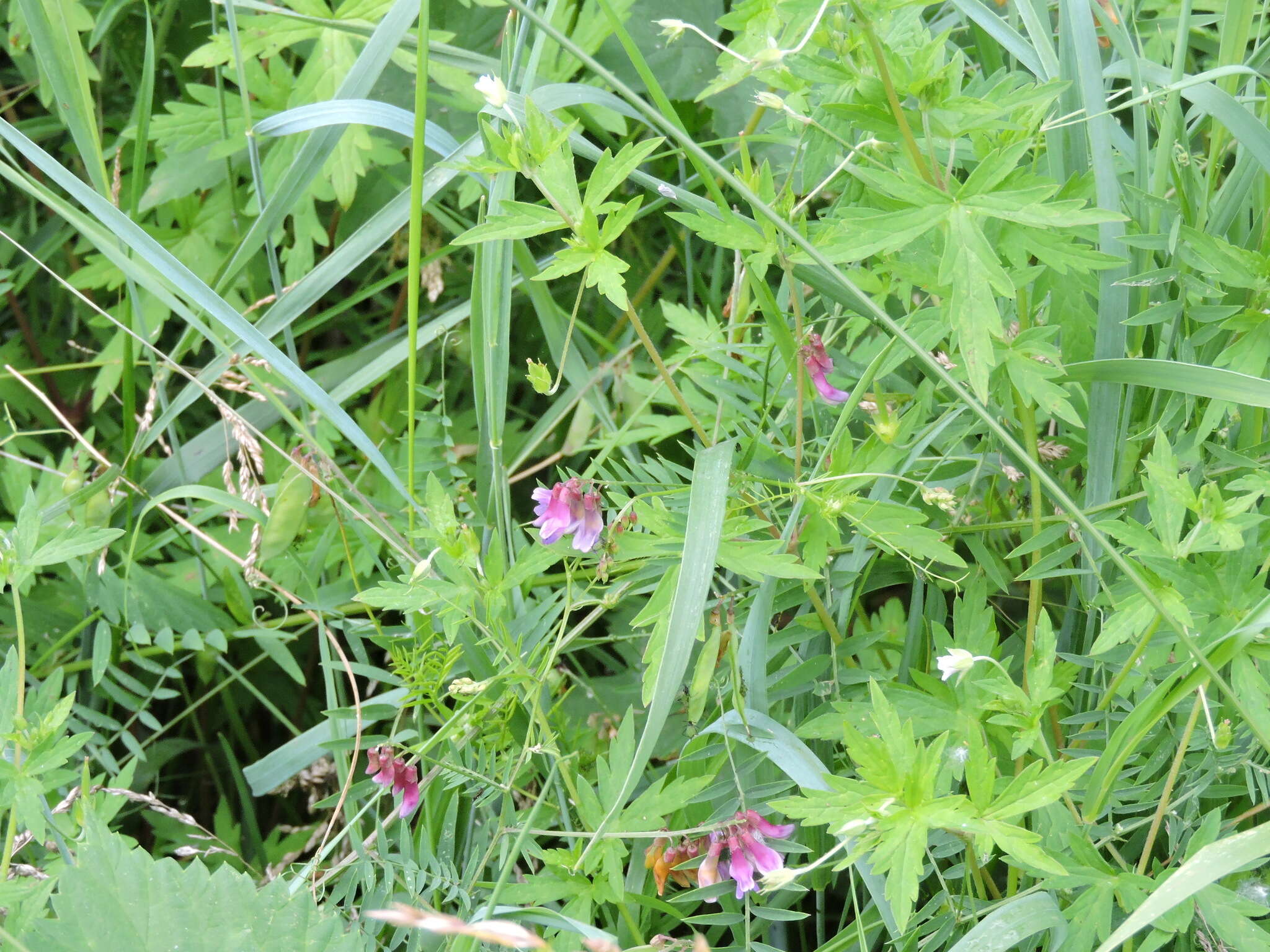 Imagem de Vicia megalotropis Ledeb.