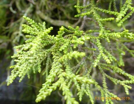 Image of Yellow Silver Pine