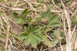 Image of Lupinus gibertianus C. P. Sm.