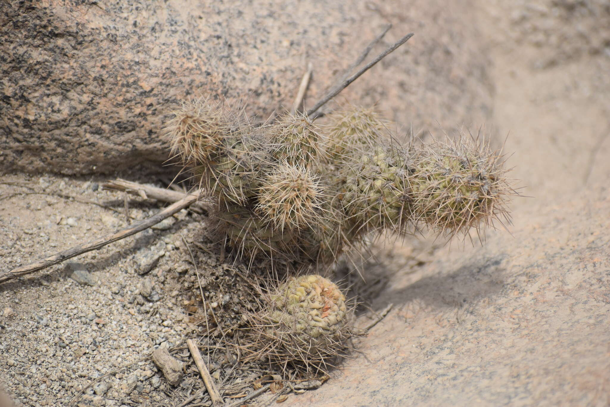 Cumulopuntia sphaerica (C. F. Först.) E. F. Anderson resmi