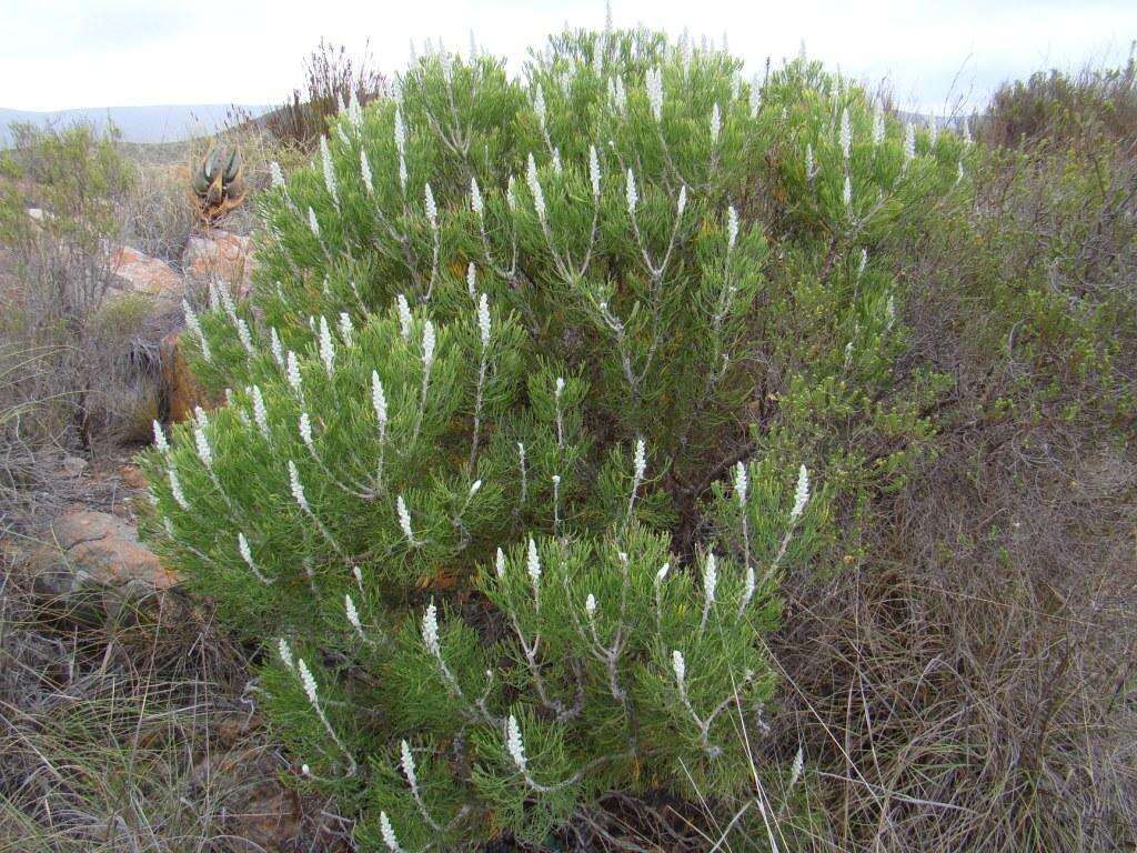 Imagem de Paranomus dispersus Levyns