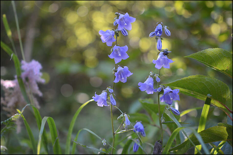 Imagem de Adenophora remotiflora (Siebold & Zucc.) Miq.