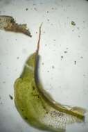 صورة Syntrichia norvegica Weber 1804