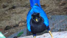 Image of Purplish-backed Jay