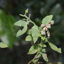 Image of Ozothamnus bidwillii (Benth.) A. A. Anderberg