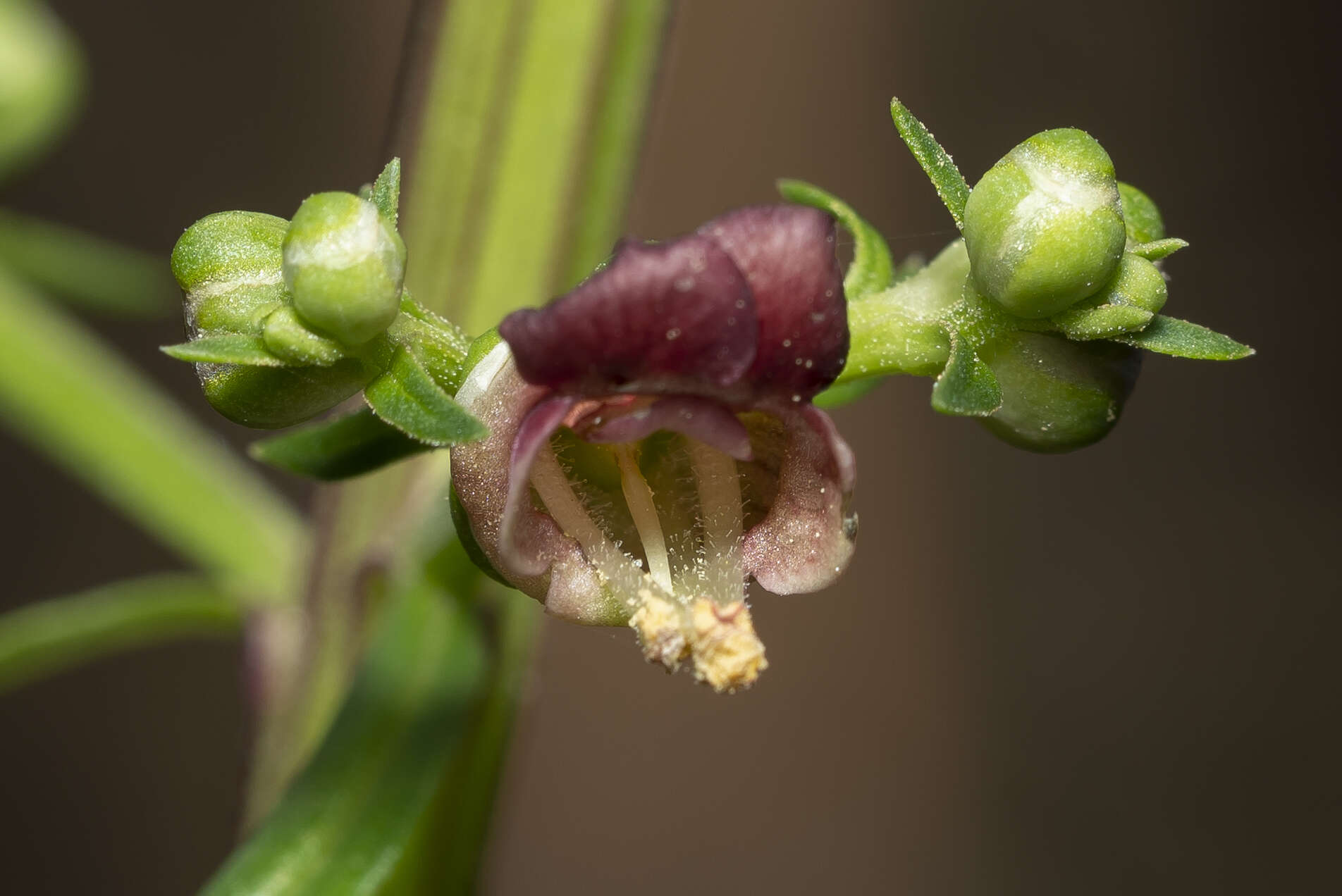 Imagem de Scrophularia lucida L.