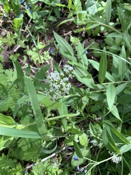 Image of western valerian