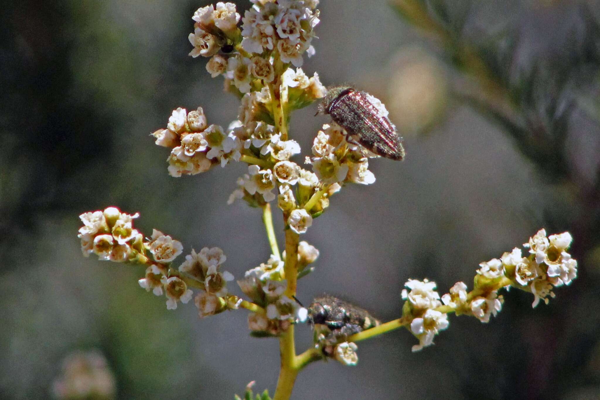 Image of Acmaeodera prorsa Fall 1899