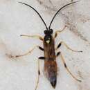 Image of Ichneumon subdolus Cresson 1867