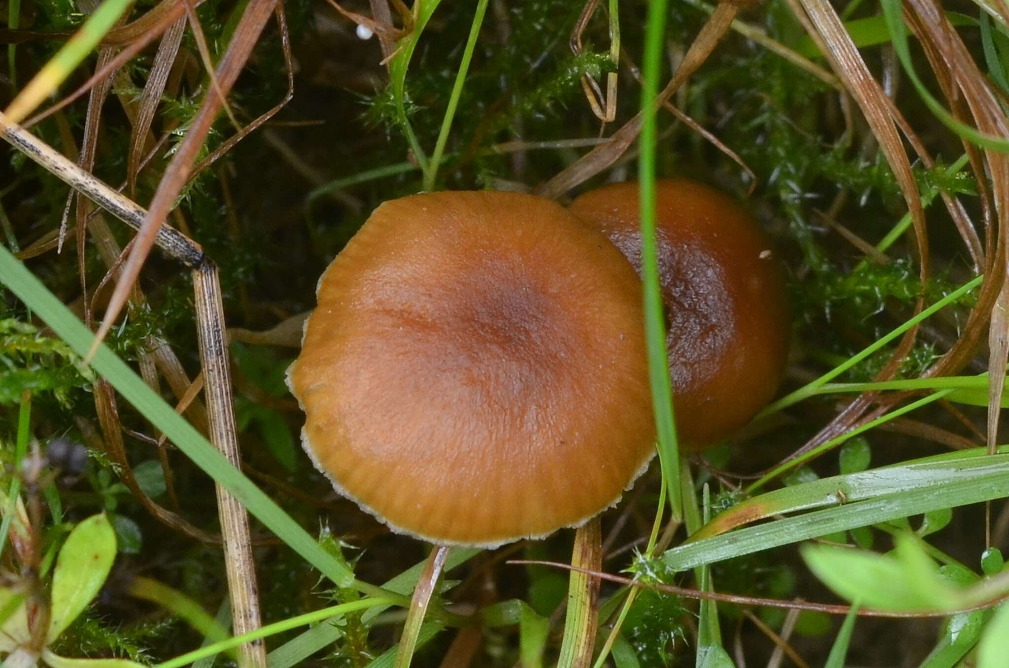 Camarophyllopsis schulzeri (Bres.) Herink 1958 resmi