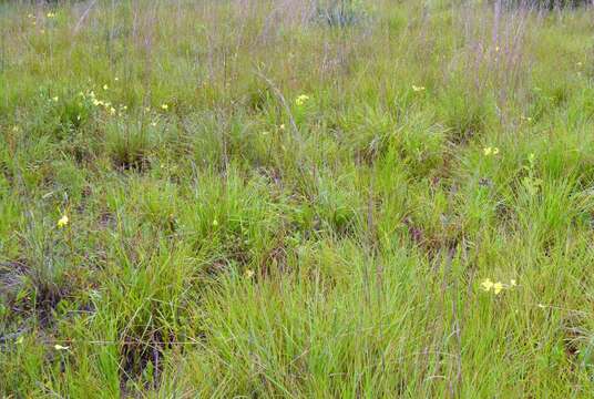 Sivun Oenothera heterophylla subsp. orientalis W. Dietrich, P. H. Raven & W. L. Wagner kuva