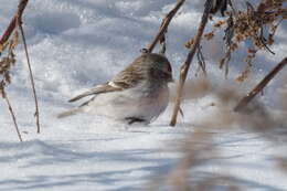 Image of Arctic Redpoll