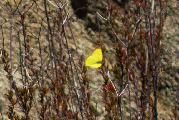 Image of Harford's Sulphur