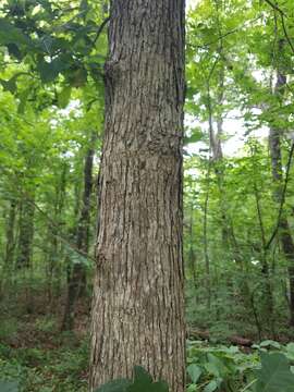 Image of bastard white oak