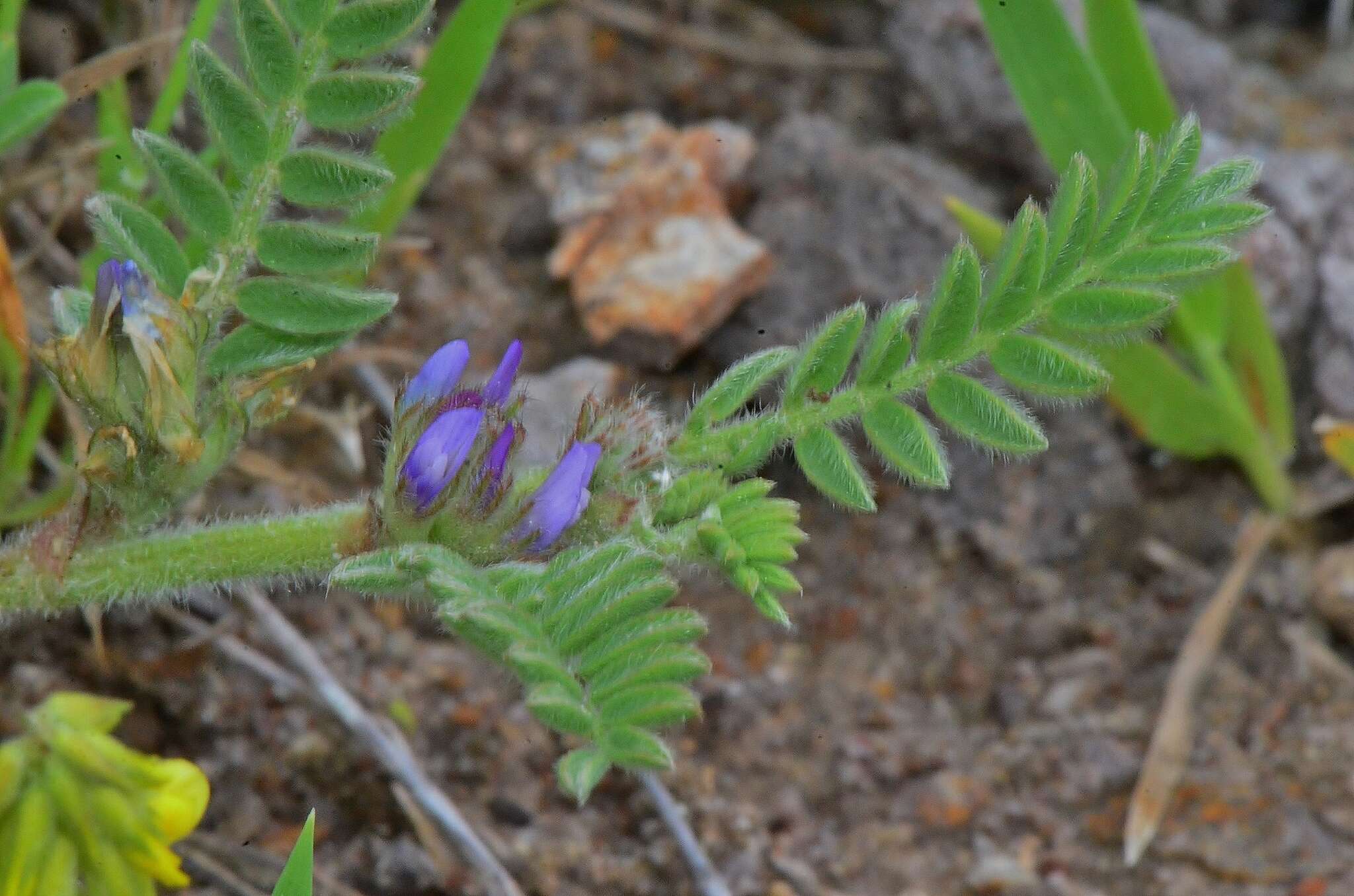 Imagem de Astragalus sesameus L.