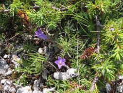Image of Edraianthus graminifolius (L.) A. DC.