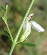 Image of Justicia spartioides T. Anders.