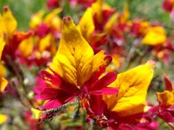 Imagem de Schizanthus coccineus (Phil.) J. M. Watson